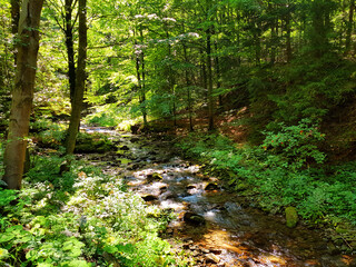 Fototapeta premium Mountain stream in the forest.