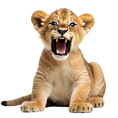 lion cub isolated on white