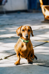 red mini dachshund in a green collar, sunlight and shadows, no people, close-up