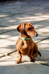 red mini dachshund in a green collar, sunlight and shadows, no people, close-up