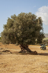 Large and ancient olive tree in the Valley of the Temples in Agrigento in Sicily, Italy.