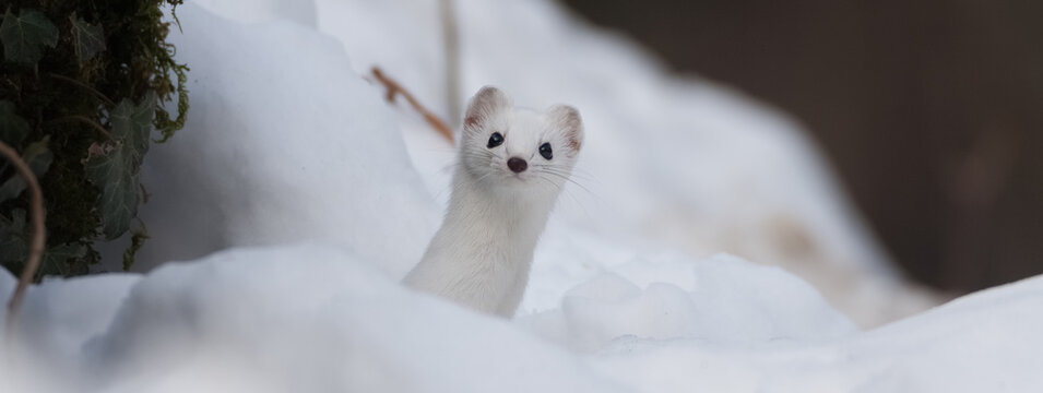 Ermine, Ermellino , (Mustela erminea)