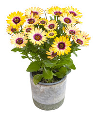 Dimorphotheca en pot	