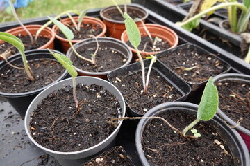 comfrey seedling booking 14 in pot for planting in the vegetable garden