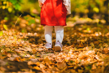 A cute little girl in a red dress and white tights walks in the autumn forest, rear view. The cozy...