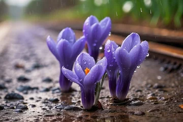 Rolgordijnen purple crocus flower © nusrat
