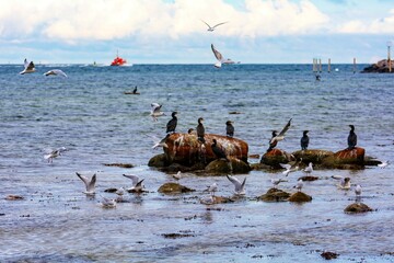 Cormorants are sitting on stones on a Baltic Sea coast, many seagulls are flying around