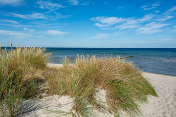 Dune grass on a beach with sea
