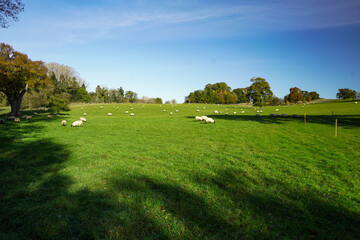 Fototapeta na wymiar Picturesque large meadow with grazing sheep in Dear Park Eastnor Castle near Ladbury
