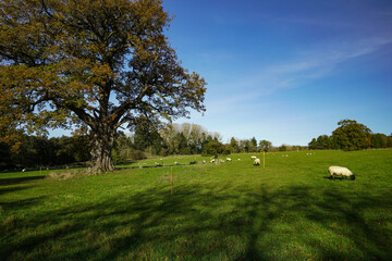 On an autumn morning, a group of white sheep with black heads grazed near a big old oak tree in the...