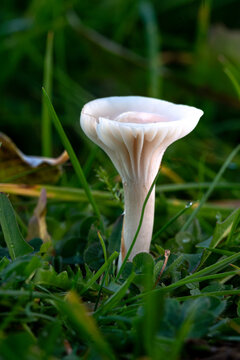 Snowy waxcap mushroom, or Hygrocybe virginea, is a common species of fungi known for its snowy-white cap.