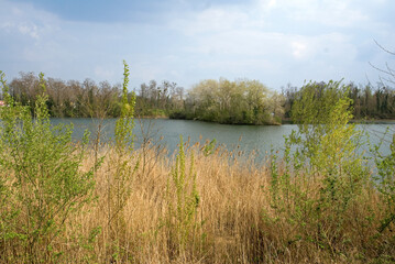 Phragmates australis,  Roseau, Lacs de Viry Chatillon et Grigny, Lacs revivifiés, sites naturels protégés, 91, Essonne, France