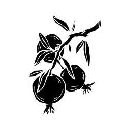Pomegranate fruit silhouette.Decorative botanical element.Vector graphic.