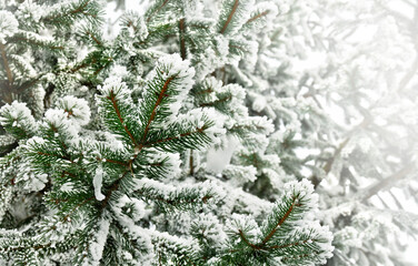 Branch of christmas tree covered of hoarfrost and snow on a blur nature background with space for text