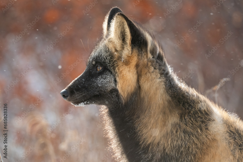 Canvas Prints cross fox in the snow