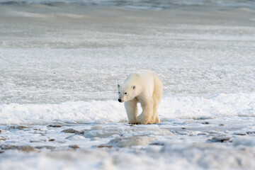 Polar Bear on the shore of Hudson