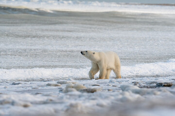 Polar Bear on the shore of Hudson