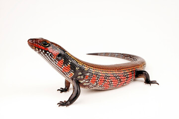 Fire skink // Feuerskink (Lepidothyris fernandi / Riopa fernandi)