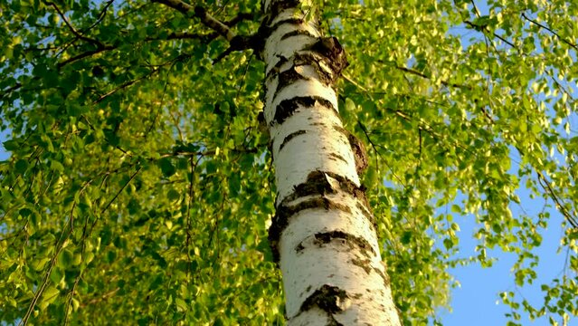birch tree in the forest. Selective focus.