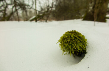 Moss in snow