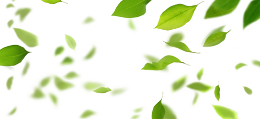 Green leaves flying isolated on long transparent background. Leaf falling. Wave foliage ornament.