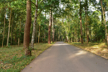 road path in the forest