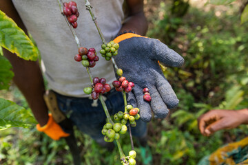 Closeup of some ripe coffee ready to be harvested together with some coffee that is not yet ripe