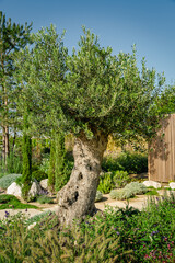 Mediterranean garden with olive tree, plants and garden path