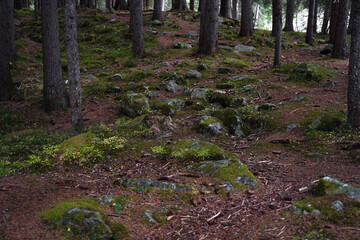 Autumnal forest with brown barrels of the fir-trees and grass and rocks. Garbage in the forest. Calmness. Environmental protection, Selective focus. Nature wallpaper.   
