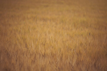 Wheat field. Yellow ear spikes on spring day, close up. Yellow wheat growing on field. Young ripe ears swaying on the wind. Cereals. An agricultural field where ripening cereals grow.
