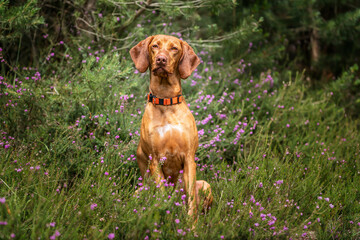 Sprizsla dog - light fawn colour Vizsla Springer Spaniel cross - sitting tall in the forest with heather