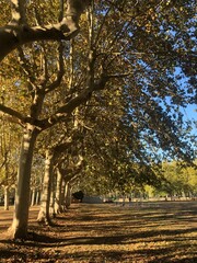 Fototapeta premium paisaje de arboles