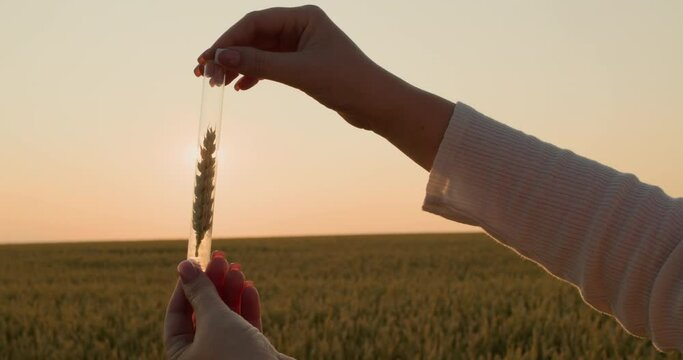 The researcher holds a flask with an ear of wheat in front of the sun