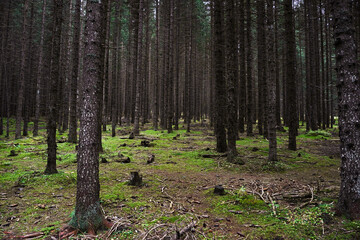 Nature background. Brown tree trunks in the forest of Dolomites in Italy. Green grass with garbage around. Environmental friendly. Ecology. Peaceful atmosphere.  