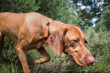 Sprizsla dog - light fawn colour Vizsla Springer Spaniel cross - exploring the forest