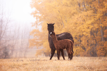 Alpaca mother and baby