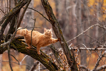 Orange cat in a forest tree