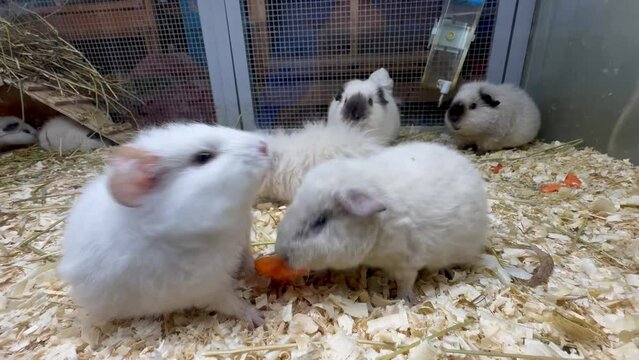 white fluffy hamsters eat carrots on a bed of wood shavings, taking food from each other.