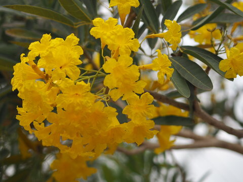 Tree Of Gold