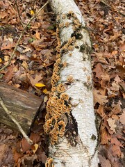 a group of mushroom on a dead birch trunk © love2explore