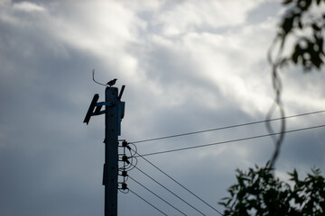 The bird's outline is sharply defined, with its feathers ruffled by a gentle breeze, and its posture exudes a sense of serenity and freedom."