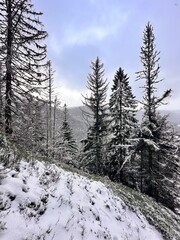 L’hiver la neige recouvre toute la forêt.