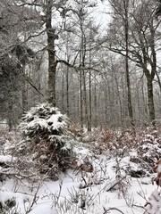 L’hiver la neige recouvre toute la forêt.