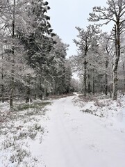 L’hiver la neige recouvre toute la forêt.