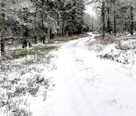 L’hiver la neige recouvre toute la forêt.
