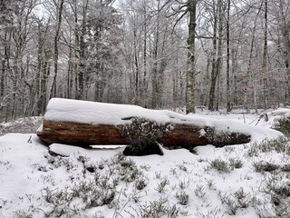 L’hiver la neige recouvre toute la forêt.