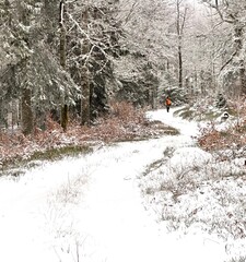 L’hiver la neige recouvre toute la forêt.