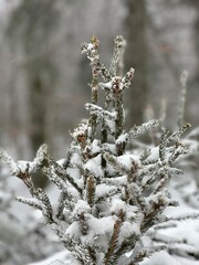 L’hiver la neige recouvre toute la forêt.