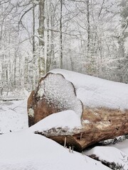 L’hiver la neige recouvre toute la forêt.