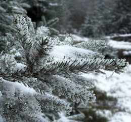 L’hiver la neige recouvre toute la forêt.